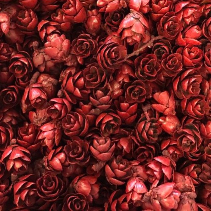 Roses des bois - Rouge